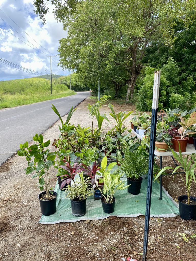 Roadside Rapture: How One Plant Stop May Have Hijacked My Retirement Plans